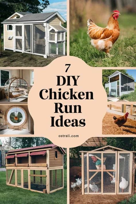 Diy Chicken Run Ideas, Hoop House Chickens, Diy Chicken Run Cheap, Best Laying Hens, Chicken Run Ideas, Cheap Diy Ideas, Chicken Coop Designs Diy, Building A Chicken Run, Chicken Enclosure