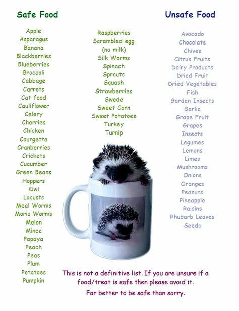 "Hedgehog Safe and Unsafe Food List!" Hedgehog Toys Ideas Diy, Hedgehog Food List, Hedgehog Information, What Can Hedgehogs Eat, What Do Hedgehogs Eat, Hedgehog Names List, How To Take Care Of A Hedgehog, Natural Hedgehog Habitat, Heghogs Cage