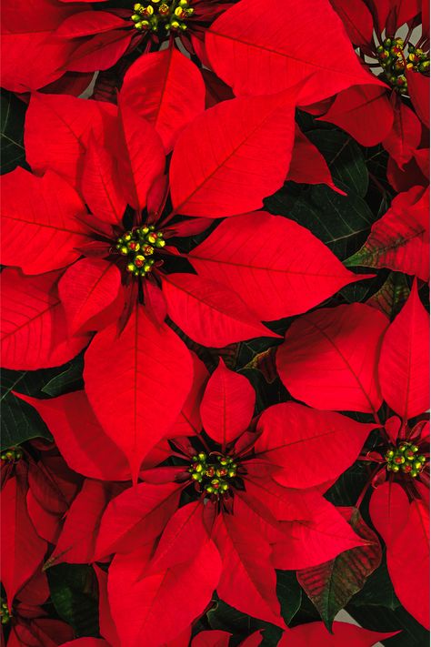 Pointessia Christmas, Christmas Flowers Aesthetic, Christmas Flower Ideas, Poinsettia Photography, Christmas Ponsietta, Ponsietta Flowers, Poinsettia Aesthetic, Pointsetta Plant, Christmas Flowers Wallpaper