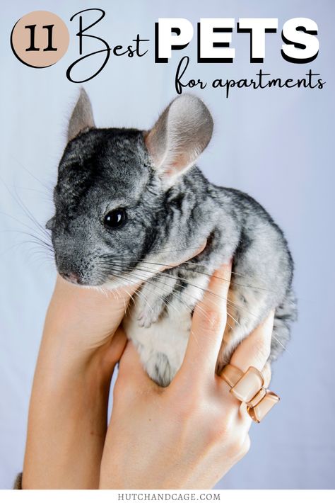 Are you looking to get a pet but have a small home or apartment? Here are 11 of the BEST pets for apartments and small homes! I small pets I small pets for small spaces I best small pets I which small pet to get I low matience pets I easy to care for pets I #smallpets #pets Cute Small Pets To Have, Best Pets For Apartments, Low Maintenance Pets For Adults, Best Pets To Have, Apartment Pet Ideas, Easy Pets To Take Care Of, Pets To Get, Small Pets For Apartments, Small Pets To Own