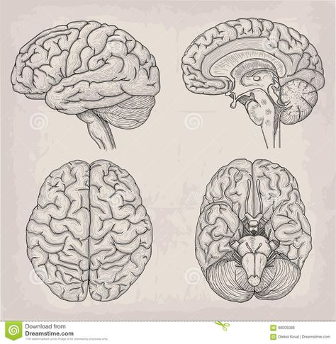 Brain Anatomical Drawing, Brain Anatomy Tattoo, Brain And Butterfly Tattoo, Human Brain Tattoo, Abstract Brain Tattoo, Anatomical Heart And Brain Tattoo, How To Draw A Brain, Human Anatomy Tattoo, Anatomical Brain Tattoo