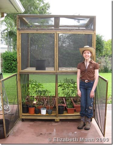 Monarch Butterfly Enclosure Diy, Butterfly Enclosure Diy, Butterfly Aviary, Monarch Habitat, Butterfly Breeding, Butterfly Raising, Butterfly Enclosure, Raise Butterflies, Monarch Butterfly Habitat