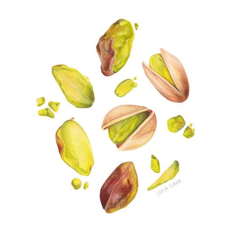 Watercolour painting of tossed up pistachios. #watercolour #foodart #foodillustration #pistachiopainting #chocolate #illustration #watercolor #nutpainting #pistachio Homemade Recipe Books, Food Art Painting, Graph Design, Watercolour Illustration, Illustrator Artist, Artwork Display, Coloured Pencils, Food Drawing, Art Journal Pages