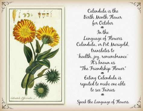 Calendula or Pot Marigold is the Birth Month Flower for October. In the Language of Flowers it translates to ~health, joy, remembrance~. Libra Flower, Pot Marigold, Friendship Flowers, October Flowers, Calendula Flower, Magic Spell Book, Flower Meanings, Marigold Flower, Herbal Magic