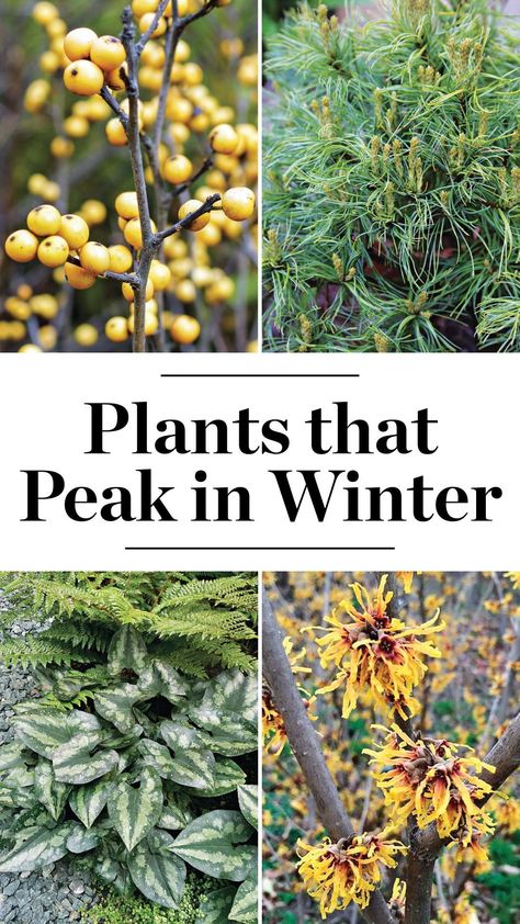 Zone 5 Winter Garden, Landscaping For Winter, Plants That Stay Green In Winter, Uk Native Garden Plants, Winter Planting Ideas, Winter Interest Plants, Winter Landscape Ideas, Winter Interest Garden, Winter Garden Plants