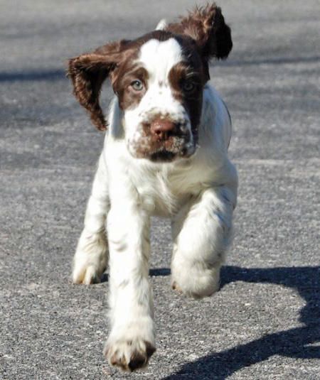 Like the wind :) Springer Puppies, English Springer Spaniel Puppy, Springer Spaniel Puppies, Spaniel Breeds, Cocker Spaniel Puppies, Spaniel Puppies, English Springer, English Springer Spaniel, Spaniel Dog