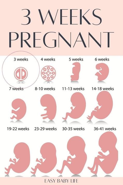 Are you trying to get pregnant or in early pregnancy? Bookmark this detailed pregnancy guide to your pregnancy week by week! All about being 3 weeks pregnant, including belly facts, baby size and development,  pregnancy symptoms, and to-do list. Following the pregnancy weeks for all trimesters of pregnancy is amazing for a new mom! (Also good for mamas who like: pregnancy tips, pregnancy advice, pregnancy stages, pregnancy months, first trimester pregnancy, getting pregnant, first pregnancy) 3 Weeks Pregnant, Pregnancy Weeks, 9 Weeks Pregnant, 25 Weeks Pregnant, Pregnancy Facts, Third Trimester Pregnancy, Pregnancy Week, Prenatal Classes, Pregnancy Info