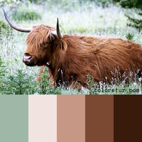 Scottish Cow -   A warm calm palette from the hair of a Scottish Highlander Cow.  - Download the swatches now! Cow Color Palette, Scottish Highlands Color Palette, Scottish Color Palette, Calm Palette, Cow Character, Highlander Cow, Playhouse Makeover, Scottish Cow, Cow Colour