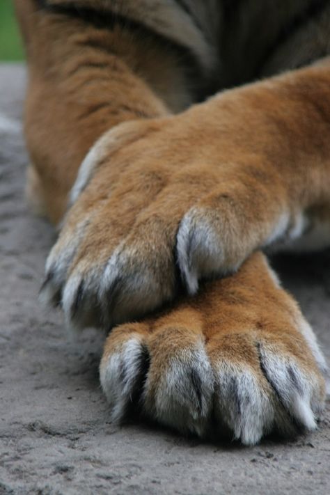 Tiger Paws Reference, Odd Animals, Paw Drawing, Tiger Claw, Study Stuff, Animal Action, Cat Anatomy, Tiger Paw, Lion Paw