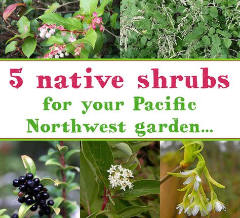 Five Pacific Northwest Native Shrubs to Plant in Your Garden Pnw Garden, Pacific Northwest Garden, Native Plant Landscape, Northwest Garden, Northwest Landscaping, Outside Garden, Indoor Herb, Native Plant Gardening, Australian Garden