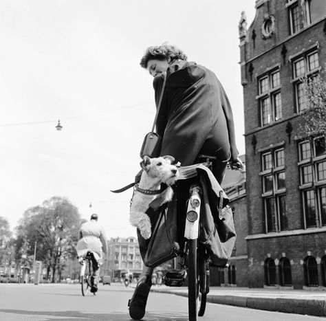 Wirehaired Fox Terrier, Happy National Dog Day, Fox Terriers, Wire Fox Terrier, Foto Vintage, Photo Vintage, Appaloosa, Fox Terrier, Vintage Dog