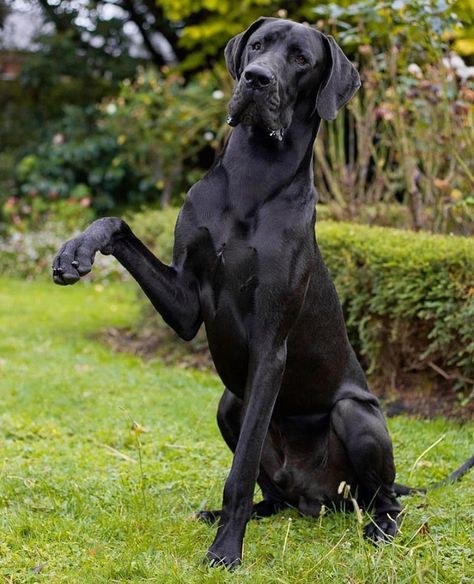 Im kind of a big deal... Black Great Dane Puppy, Cane Corso Mixed With Great Dane, Black Great Danes, Great Dane Mix, Working Dogs Breeds, Blue Great Danes, Large Black Dog, Labrador Mix, Cane Corso Dog Scary