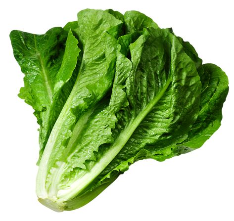 Romaine Lettuce Growing, Lettuce Sandwich, Chinese Mustard, Lettuce Seeds, Asian Vegetables, Iceberg Lettuce, Romaine Lettuce, Heirloom Seeds, Wrap Sandwiches