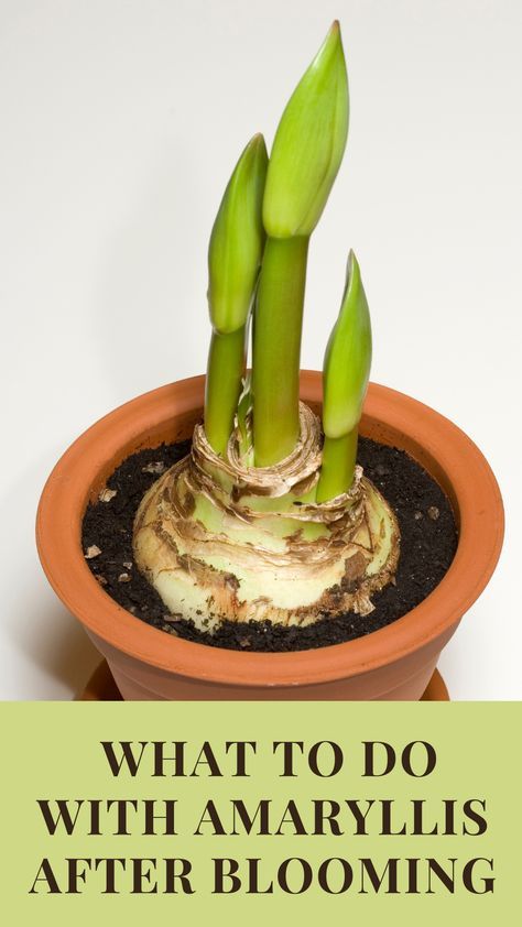 Caring For Amaryllis, How To Get An Amaryllis To Rebloom, What To Do With Amaryllis After It Blooms, How To Grow Amaryllis Bulbs, How To Care For Amaryllis After Blooming, Planting Amaryllis Bulbs, Growing Amaryllis Indoors, Best Pots For Indoor Plants, Diy Plant Saucer Ideas