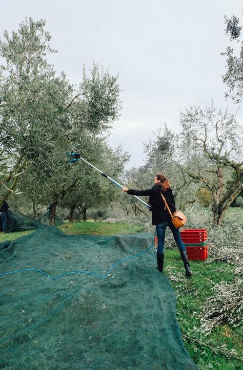 Olive Harvesting, Olive Picking, Greece Museum, Commercial Farming, Olive Harvest, Big Farm, Olive Gardens, Farm Style, Nature Travel