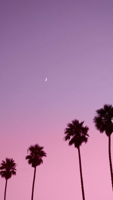 Sunset Iphone Wallpaper, Dark Academia Aesthetic Wallpaper, Palm Tree Background, Tree Wallpaper Iphone, Palm Trees Wallpaper, Violet Aesthetic, Tumblr Backgrounds, Wallpaper Iphone Summer, Wallpaper Iphone Neon