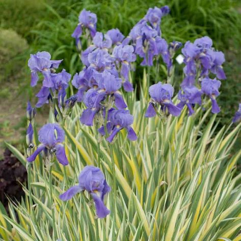 Native of Dalmatia in Croatia, Iris Pallida 'Variegata' is a semi-evergreen rhizomatous Bearded Iris noted for its striking foliage and showy, scented purple flowers. The unique variegated foliage consists of sword-like leaves, elegantly striped with creamy yellow and gray-green. Long-lasting, it extends its dramatic interest through fall and even winter, if mild enough. Sweetly fragrant, lavender-blue flowers with decorative yellow beards, about 4 in. across (10cm) appear in late spring atop sc Iris Pallida, Iris Plant, Golden Zebra, Alchemilla Mollis, Japanese Iris, Plant Wishlist, Perennial Border, Hummingbird Garden, Coastal Gardens