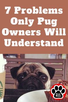 If you own a pug, this one's for you.😊 Pug Facts, Pug Quotes, Best Puppy Food, Pet Pug, Puppy Ideas, Cute Pug Puppies, Puppy Time, Dog Spay, Pugs And Kisses