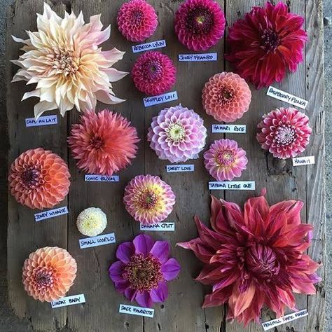 Funny Vine, Bouquet Images, Dahlia Bouquet, Dahlias Garden, Growing Dahlias, Garden Growing, Cut Flower Garden, Garden Images, Pink Garden