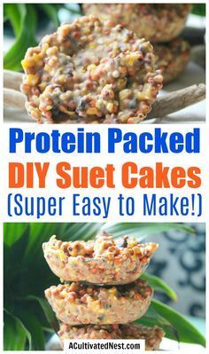 How To Make Suet, Homemade Suet For Birds, How To Make Bird Suet Recipe, How To Make Suet Cakes For Birds, No Melt Suet Cakes For Birds, Diy Bird Food Recipes, Suet Cakes For Birds Recipes, Suet Cakes For Chickens, Diy Suet Cakes