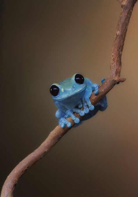 Blue Frog, Regnul Animal, Photo Animaliere, Animale Rare, Frog And Toad, Tree Frogs, Team 7, Reptiles And Amphibians, Cute Frogs