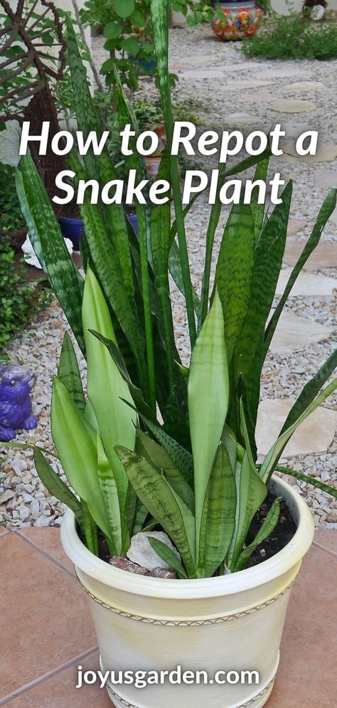 Repotting Snake Plant, Snake Plant Soil, Snake Plant Decor, Snake Plant Indoor, Snake Plant Propagation, Snake Plant Care, Snake Plants, Household Plants, Plant Care Houseplant