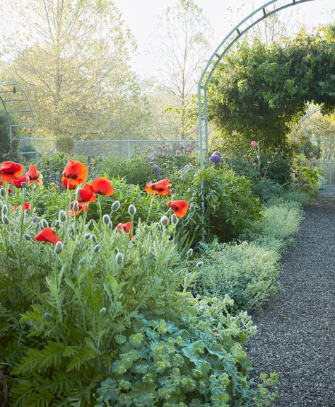 Martha's Love Affair with Poppies Began Decades Ago—Discover Some of Her Favorite Varieties to Date Poppies In Garden, Poppy Varieties, Poppy Flower Garden, Bobo Hydrangea, Poppies Garden, Spring Blooming Trees, Planting Poppies, Poppies Flower, Special Plants