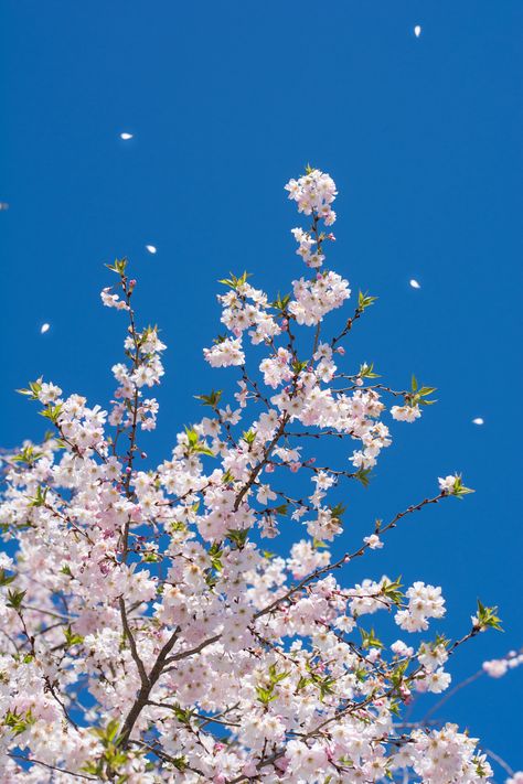 Frühling Wallpaper, Pineapple Wallpaper, Artsy Background, Beginning Of Spring, Vintage Flowers Wallpaper, Flowers Photography Wallpaper, The Blue Sky, Purple Wallpaper Iphone, Sakura Flower