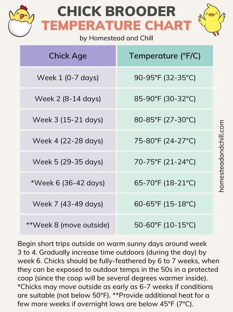 Raising Baby Chicks 101: The Best Beginner's Guide ~ Homestead and Chill Diy Brooder, Brooder Ideas, Chicken Feed Diy, Raising Baby Chicks, Chick Brooder, Brooder Box, Chicken Brooder, Baby Chicks Raising, Temperature Chart