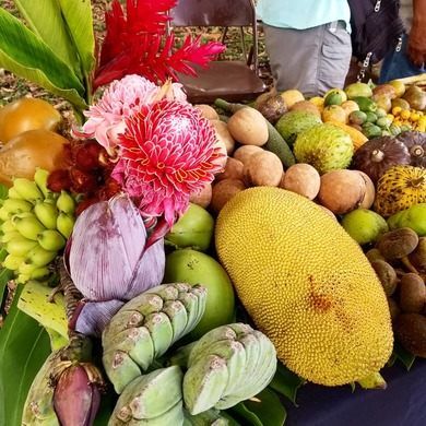 Durian Tree, Jackfruit Tree, Gastro Obscura, Homestead Florida, Miami Trip, Southern Things, Grow Avocado, Water Lily Pond, Miami Dade County