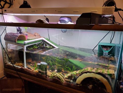 Squiggy, my reeves turtle in planted tank 55 Gallon Turtle Tank Ideas, Turtle Tank Diy, Terrapin Tank Ideas, Reeves Turtle, Painted Turtle Tank Ideas, Turtle Tanks, Pet Turtle Tank, Water Turtle Tank Ideas, Turtle Aquarium Ideas