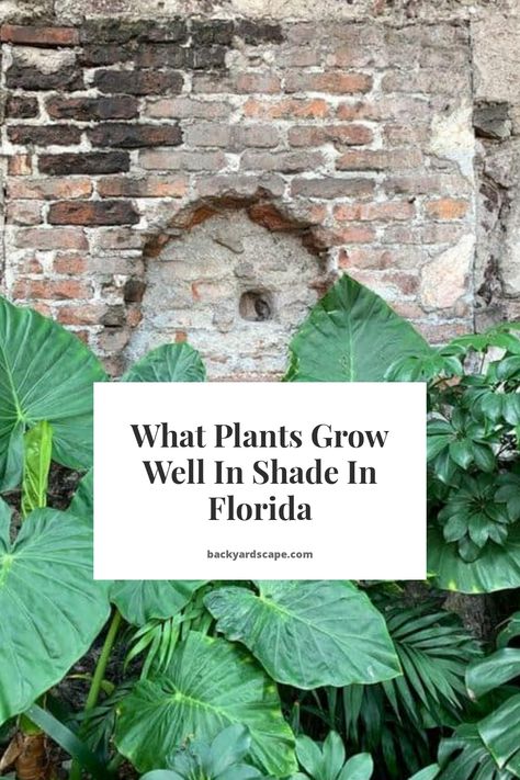 Zone 10 Shade Plants, Shade Garden Florida, Florida Natural Landscaping, Florida Cottage Landscaping, Florida Patio Decorating Ideas, Florida Panhandle Gardening, Tropical Shade Plants Florida, Outdoor Planters Florida, Florida Yard Landscaping