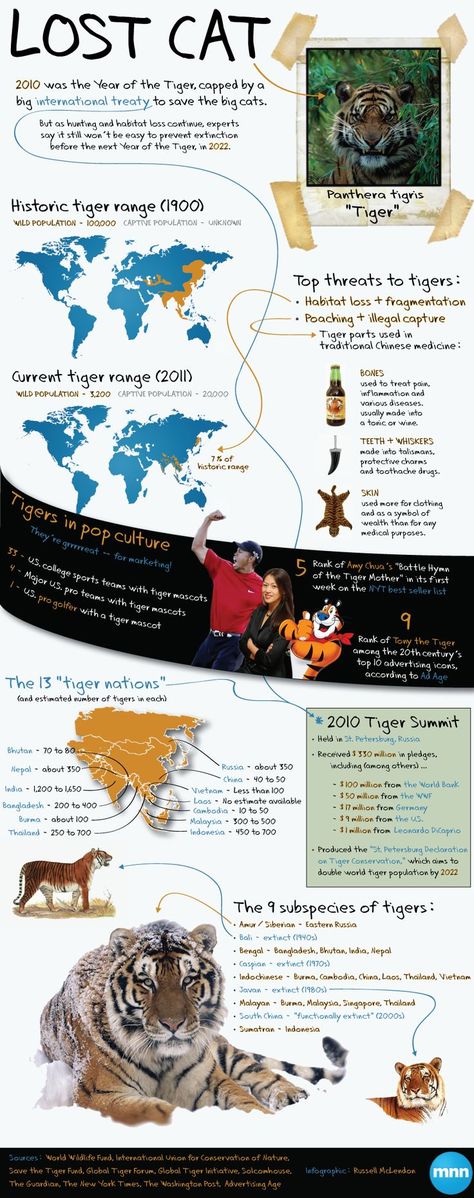 Tiger Infographic, Endangered Animals Project, Tiger Wild, Cat Infographic, Tiger Conservation, Animal Infographic, Save The Tiger, Lost Cat, Extinct Animals