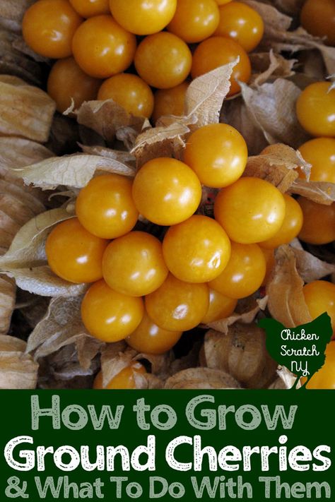 Learn how to grow ground cherries in your garden and discover a few new ground cherry recipes to make the most from your harvest #fruitgarden #growfruit #groundcherries Ground Cherry Recipes, Ground Cherries, Ground Cherry, Cherry Salsa, Cherry Plant, Summer Gardening, Organic Vegetable Garden, Cherry Recipes, Different Vegetables