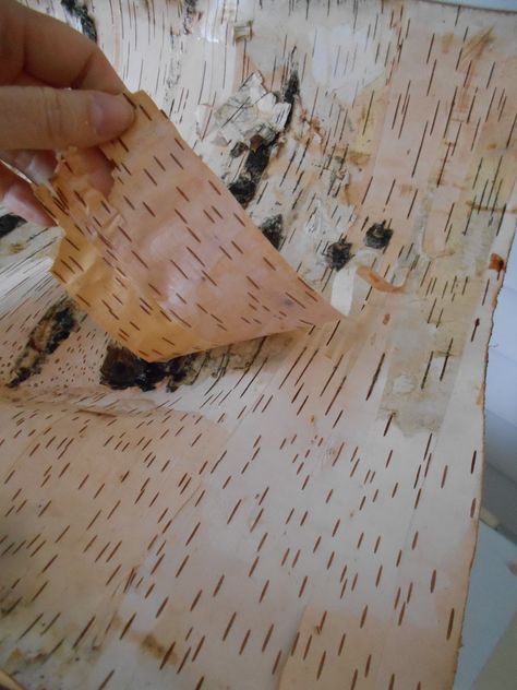 Making a medieval birch bark box Viking Woodworking, Birchbark House, Rus Viking, Bark Crafts, Viking Crafts, Varangian Guard, Birch Bark Crafts, Viking Garb, Viking Reenactment