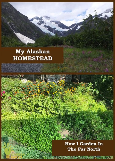 Alaska Vegetable Garden, Alaska Living Homesteads, Gardening In Alaska, Alaska Landscaping, Homesteading In Alaska, Alaskan Garden, Alaskan Living, Alaskan Homestead, Alaska Gardening