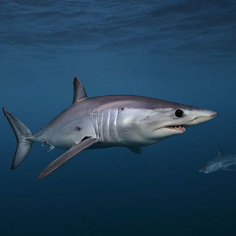 Photo by @BrianSkerry A pair of shortfin mako sharks swim in the coastal waters of New Zealand. Makos are one of the fastest fish in the sea capable of bursts up to 60mph and of all shark species they have one of the largest brains relative to body size. The numbers of makos have declined worldwide due to over fishing and the demand for shark fins. They are currently listed as vulnerable. Coverage from an upcoming @natgeo story about shortfin mako sharks. To see more shark and ocean wildlife p Shortfin Mako Shark, Ocean Life Photography, Shark In The Ocean, Shark Species, Ocean Wildlife, Cartoon Sea Animals, Shark Photos, Shark Pictures, Small Shark