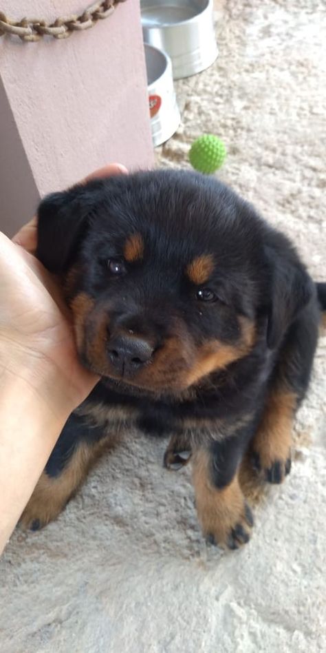 Rottweiler Aesthetic, Nicole Core, Baby Rottweiler, Rottweiler Breed, Rottweiler Puppies, Pretty Dogs, Pretty Animals, Cute Dogs And Puppies, Puppy Pictures