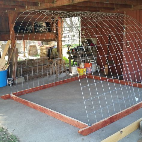 Ms Biddy's Cattle Panel Hoop Coop | BackYard Chickens - Learn How to Raise Chickens Hoop Coop, Urban Chicken Farming, Cattle Panels, Backyard Chicken Coop Plans, How To Raise Chickens, Chicken Tractors, Diy Chicken Coop Plans, Chicken Coop Run, Chicken Tractor