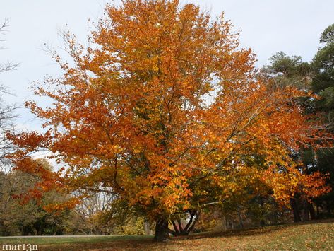 American Beech Tree - Fagus grandifolia - North American Insects & Spiders Northern Indiana, Gardening Zones, Beech Tree, Garden Help, Wild Plants, Deciduous Trees, Organic Plants, Growing Tree, Raised Garden Beds