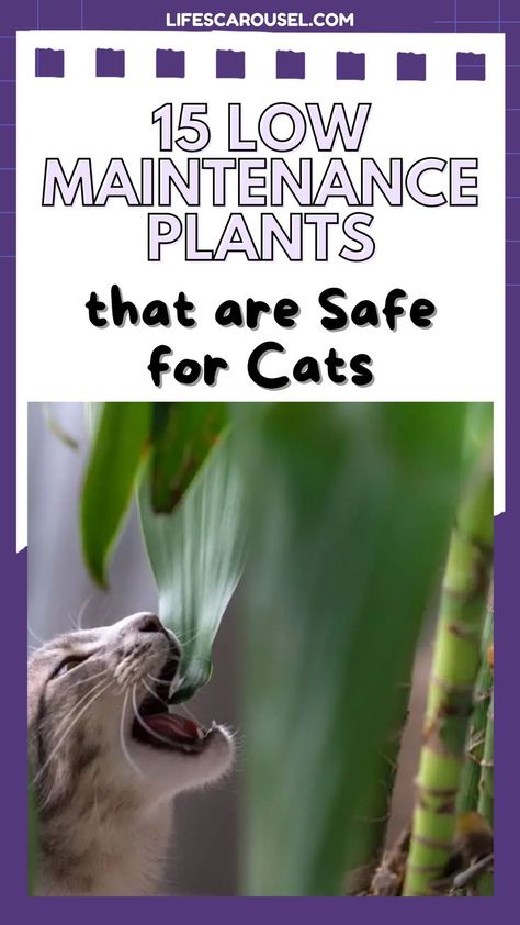 Cat Friendly Indoor Trees, Cat Safe Indoor Trees, Cat Friendly Outdoor Plants, Low Light Cat Safe House Plants, Cat Friendly House Plants, Philanthropy Quotes, Indoor Cat Garden, Cat Safe House Plants, Houseplants Safe For Cats