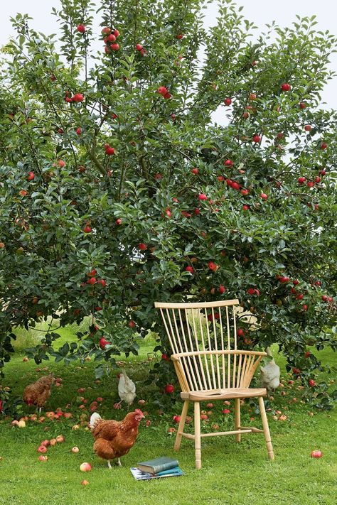 Max Rollitt, Hampshire House, Small City Garden, Rustic Backyard, Vegetable Garden Planning, Vegetable Garden Diy, Front Landscaping, Large Backyard, Farm Buildings