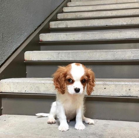 8 FACTS EVERY CAVALIER KING CHARLES LOVER NEEDS TO KNOW – CavLife Stair Master, Puppy Mix, Cavalier King Charles Spaniel Tricolor, Spaniel Breeds, Cavalier King Charles Dog, King Charles Dog, English Toy Spaniel, King Charles Cavalier Spaniel Puppy, Spaniel Puppies