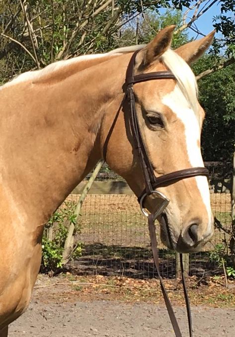 Palomino Quarter Horse Mare, Palomino Arabian, Palomino Thoroughbred, Palomino Quarter Horse, Quarter Horse Mare, Dream Horse, Thoroughbred Horse, Horse Coloring, Quarter Horse