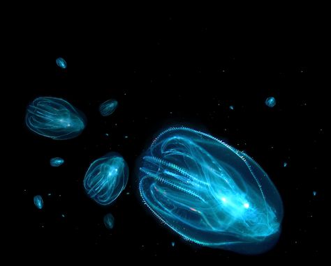 Best Time of Year for Bioluminescence in Florida: Dinoflagellates (Glowing plankton): May - October Bioluminescent Comb Jellies: November – April Bioluminescence Kayaking, Fathomless Warlock, Bioluminescent Ocean, Florida Bioluminescence, Glowing Plankton, Summer Kayaking, Comb Jelly, Bioluminescent Algae, Bioluminescent Jellyfish