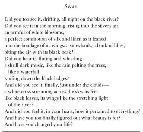 Joseph Fasano on Twitter: "Today's Poetry Thread: BIRDS Here's a swan poem by Mary Oliver (with a wild leap at the end). Feel free to add bird poems to the thread. https://t.co/wcXSjDdZ2R" / Twitter Swan Poem, Bird Poetry, Bird Poems, Mary Oliver, White Crosses, Swans, Pretty Words, Cat Bed, The End