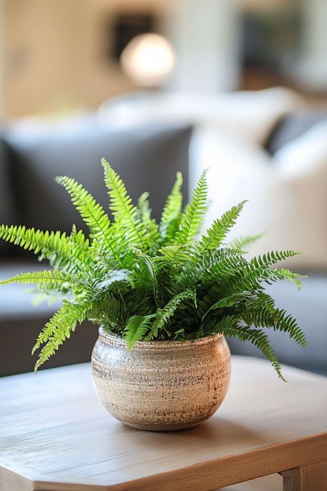 Boston Fern (Nephrolepis exaltata) is a lush and elegant choice for any home! 🌿🏡 With its feathery, arching fronds and rich green color, this plant is a delightful blend of beauty and sophistication. Quick to thrive in humid environments and bursting with air-purifying benefits, Boston Fern is perfect for creating a fresh and vibrant indoor oasis. 🌱✨ #BostonFern #NephrolepisExaltata #IndoorPlants #EasyCare #AirPurifying #GreenHome #PlantLover Houseplants Aesthetic, Boston Fern Indoor, Nephrolepis Exaltata, Indoor Oasis, Tanaman Indoor, Boston Fern, Hanging Plants Indoor, Fern Plant, Bathroom Plants