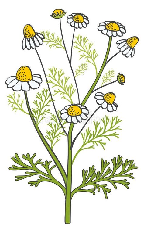 Chamomile Drawing, Medical Herbs, Drawing Color, Background Illustration, Vector Background, Botany, Natural Health, Nevada, White Background