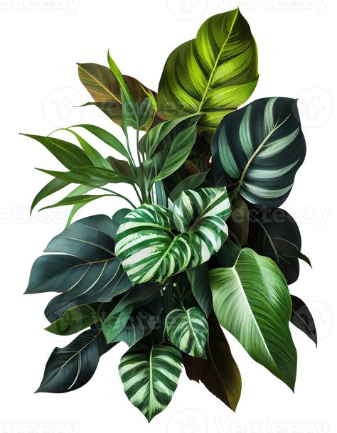 Tropical leaves foliage plant bush floral arrangement on transparent background, created with Safari Leaves, Tropical Vines, Flower References, Green Nature Wallpaper, Jungle Leaves, Jungle Wallpaper, Tropical Foliage, Foliage Plants, Green Nature