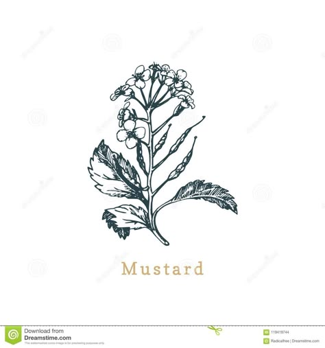 Mustard Plant Illustration, Mustard Seed Flower Drawing, Mustard Flower Drawing, Mustard Seed Plant Drawing, Mustard Seed Illustration, Mustard Plant Drawing, Biblical Plant Tattoos, Mustard Seed Plant Tattoo, Mustard Tree Tattoo